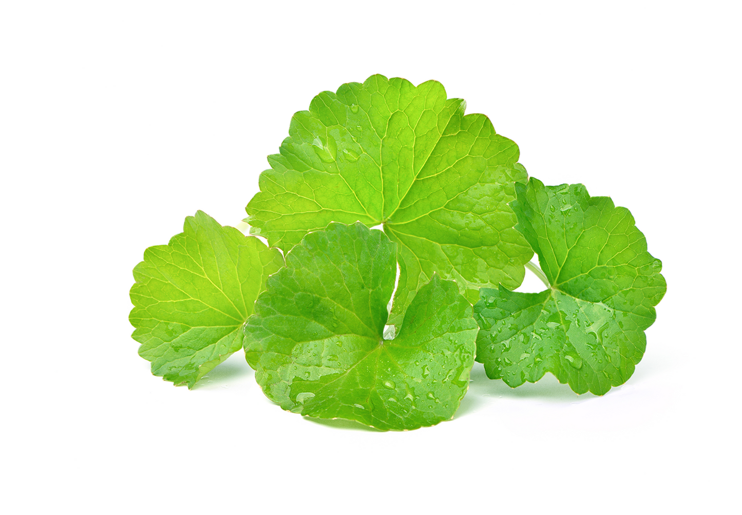 Centella Asiatica Extract