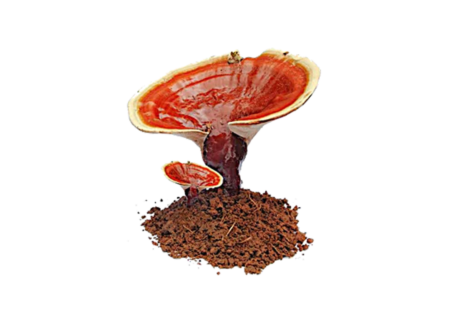 Ganoderma Lucidum