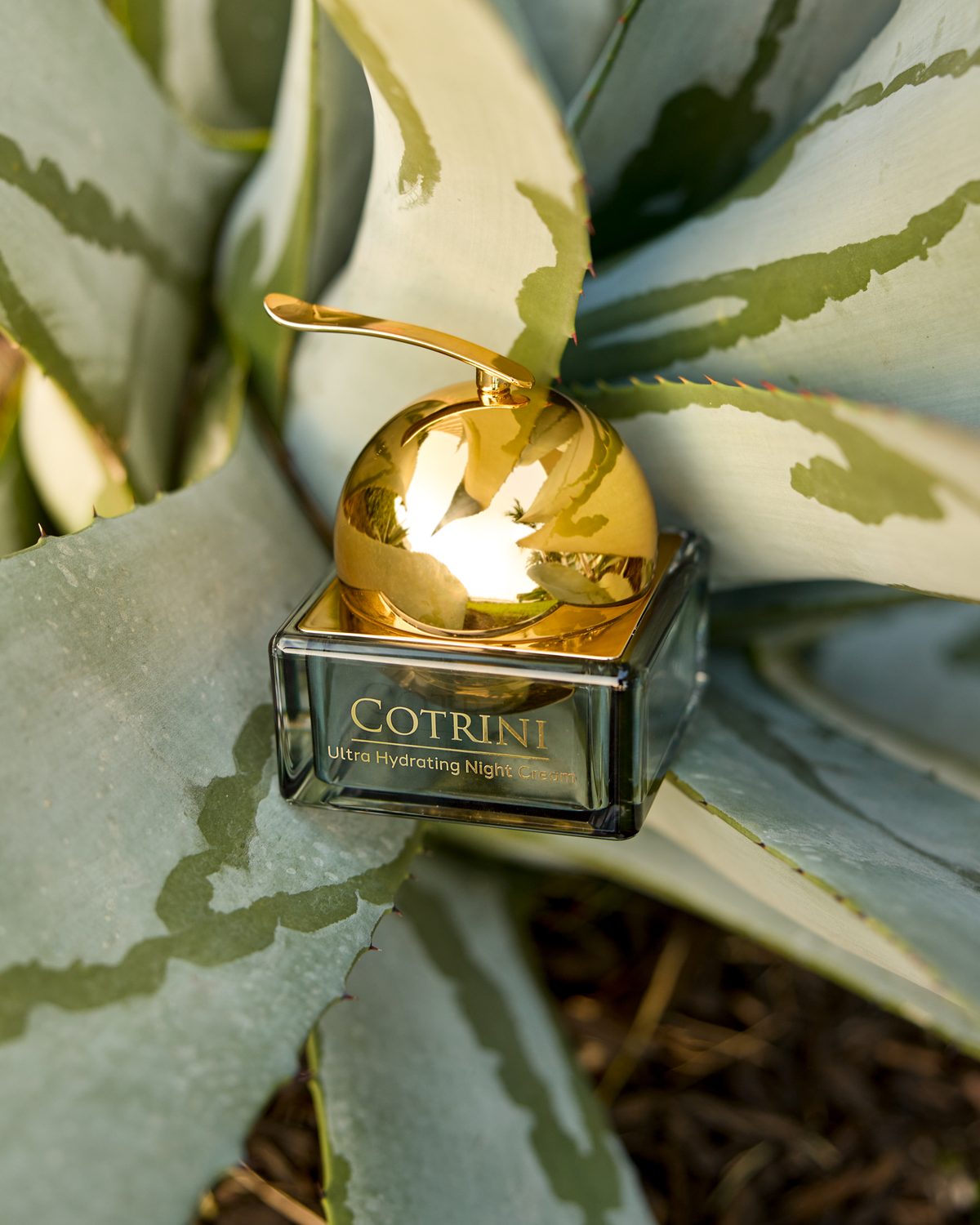 Night Cream jar with its gold dome lid resting in the leaves of an agave plant